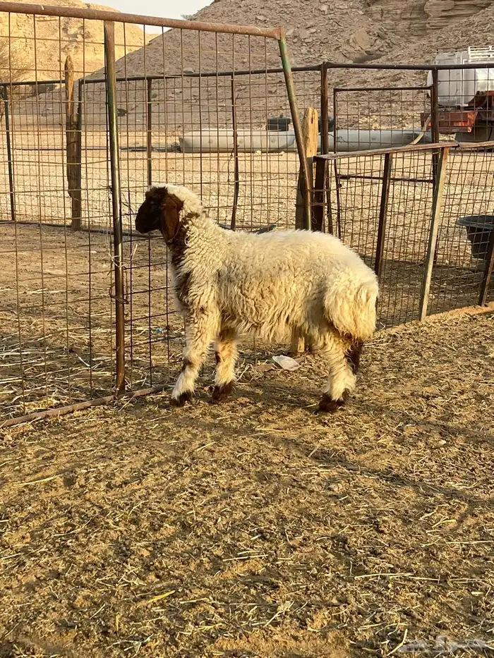 رخل نعيميه لبانيه شحم 0