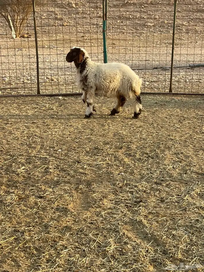 رخل نعيميه لبانيه شحم 1