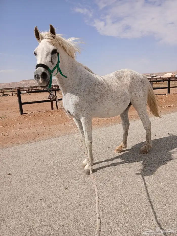 فرس عربية واهو باوراق معها مهر 1
