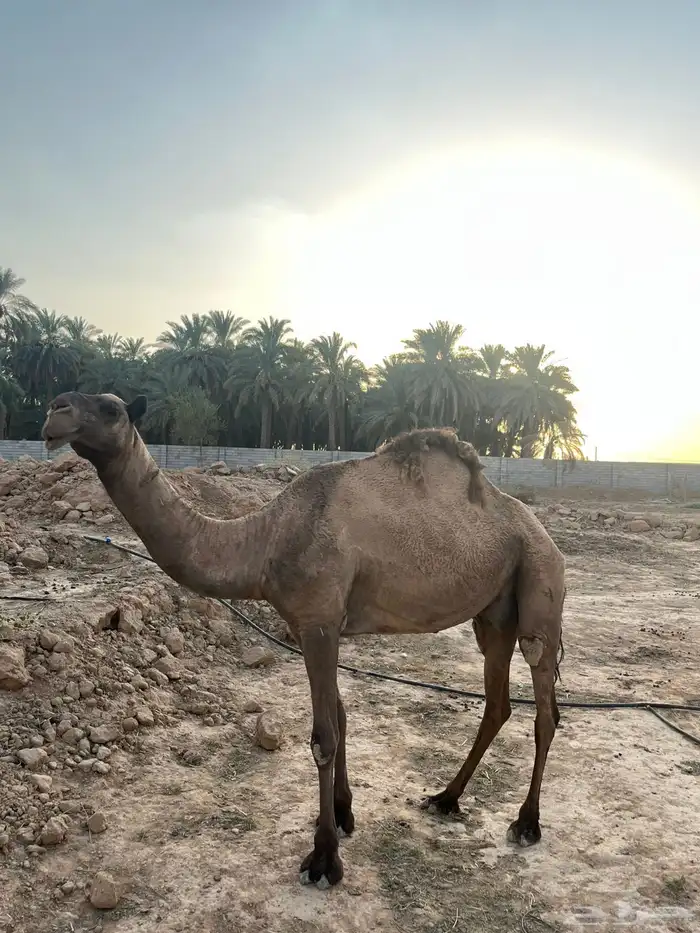عشاير مسحب حشوها 2