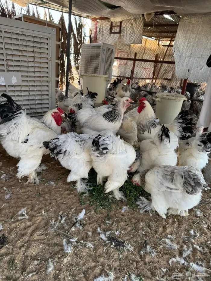 دجاج براهما كولمبي بياض 0