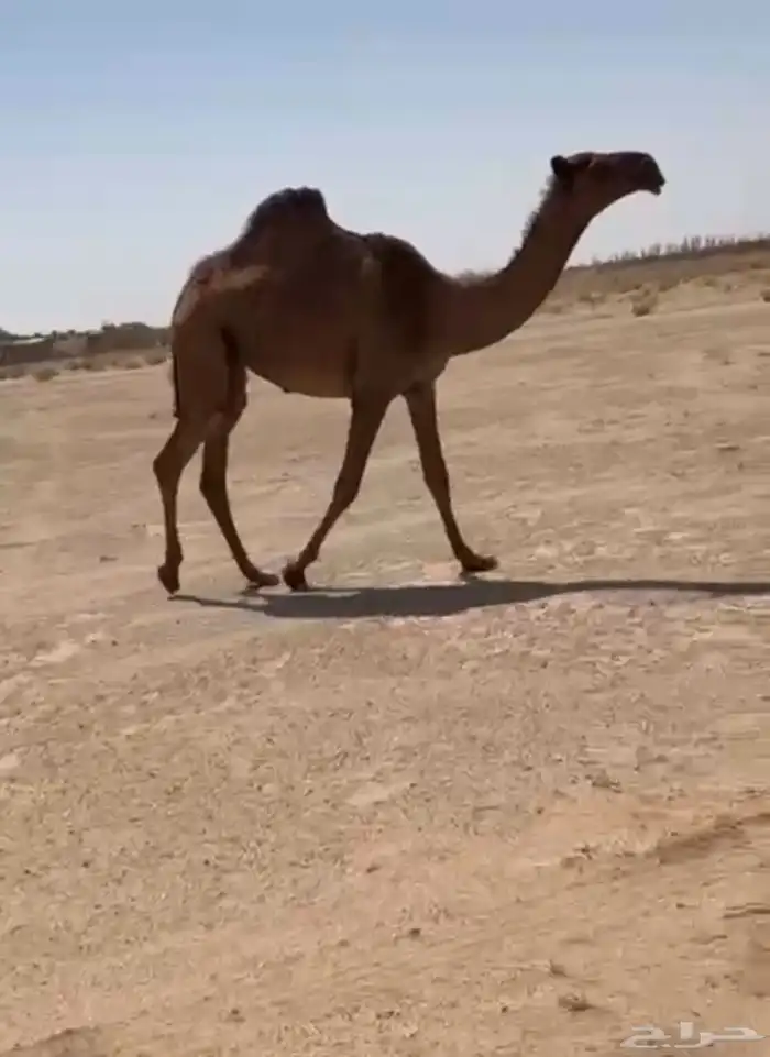 للبيع بكره غرنوقيه 0