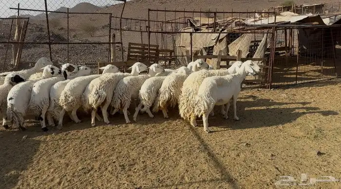 رخاال حريات حرش 5