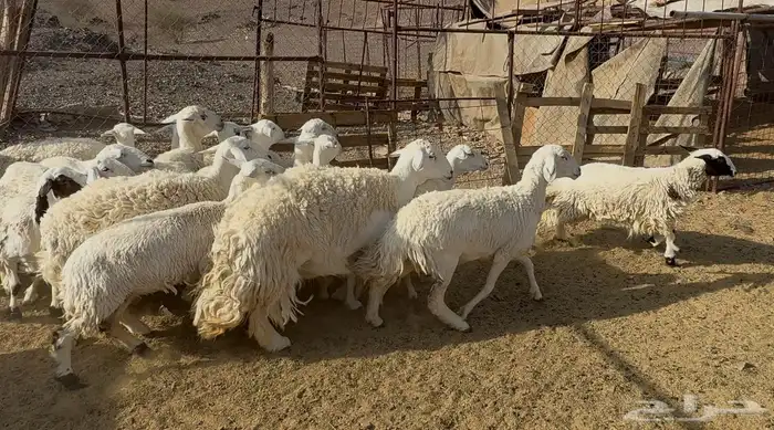 رخاال حريات حرش 3