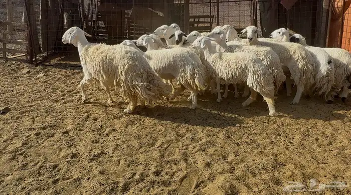 رخاال حريات حرش 8