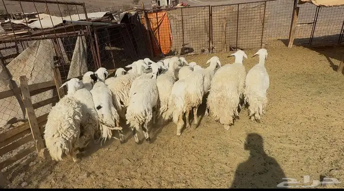 رخاال حريات حرش 0