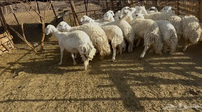 رخاال حريات حرش 10