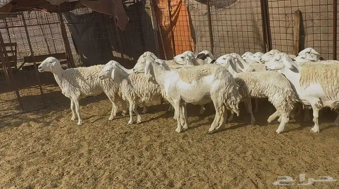 رخاال حريات حرش 1