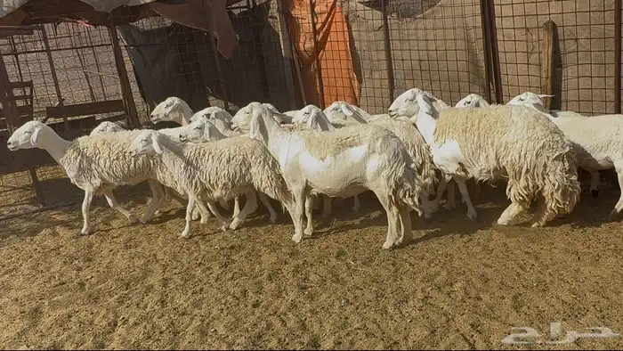 رخاال حريات حرش 2