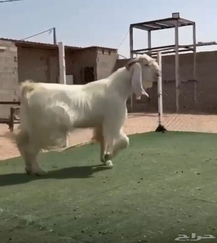 تيس مشروك مصري 0