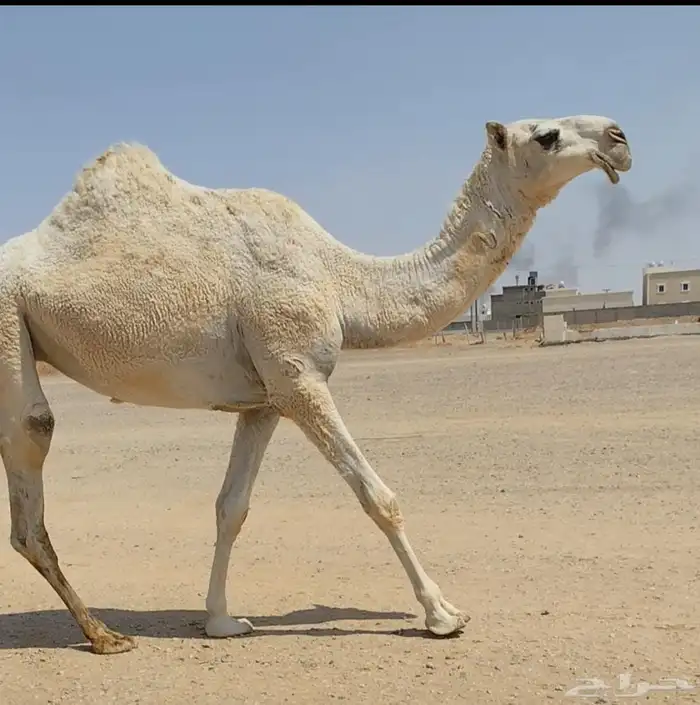 للبيع بكره وضحى طيبه 0