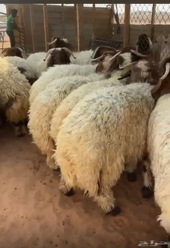 ذبايح نعيمي حري سواكني ذبائح جبر وهرفي 1