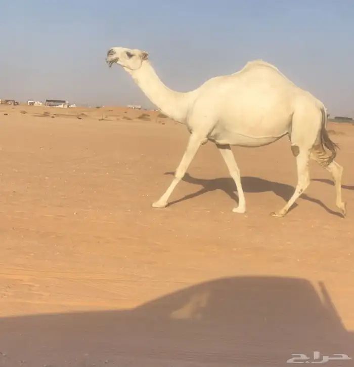 ناقه لقحه كفووو فوق البداوه 1