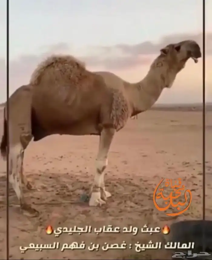 قعود عقابي كفو 2