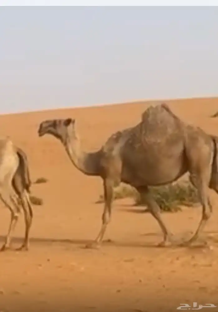 ناقه شعلاء ضروبه للبيع 1