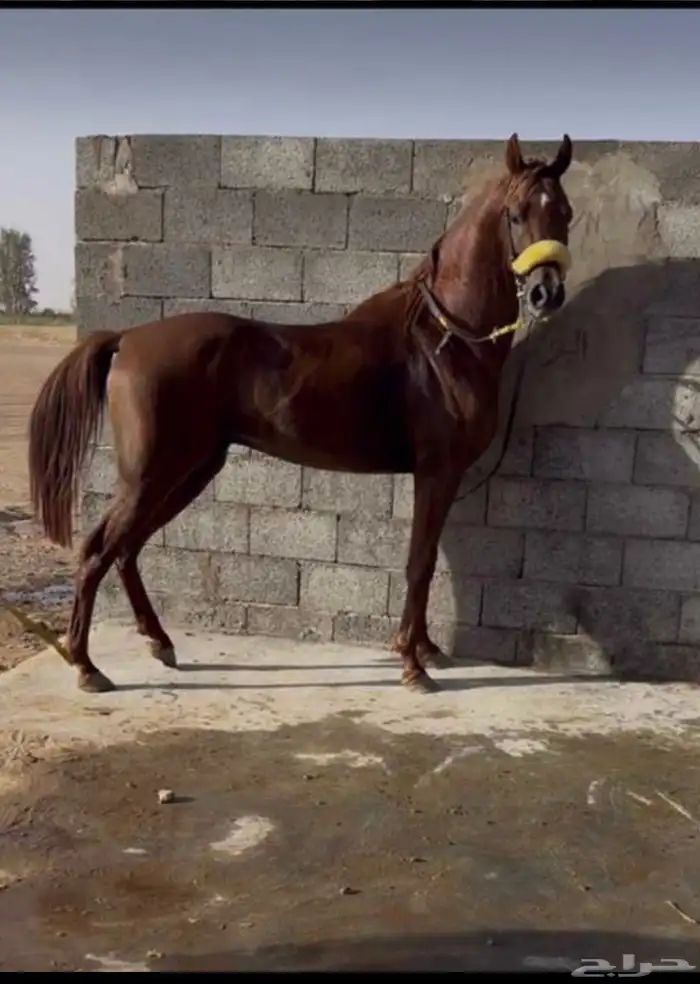 حصان شعبي 0