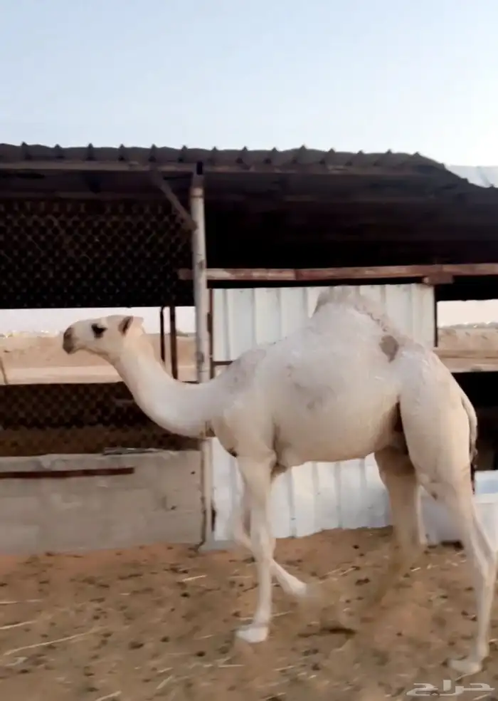 باتلي ابوه على بعير منصور الجافل وابوه عند شيباني 0