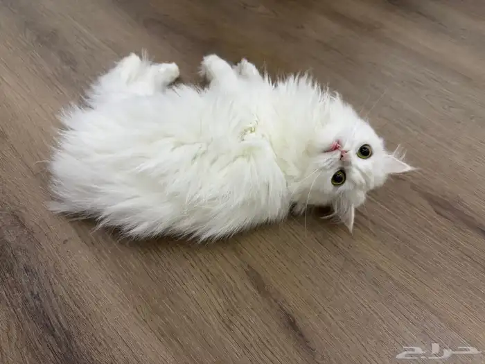 cat for adaption for free 3