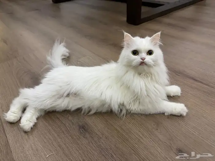 cat for adaption for free 1