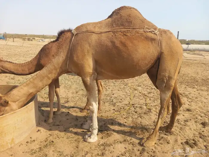 ناقة ساحليه حمراء تحتها بكره 3
