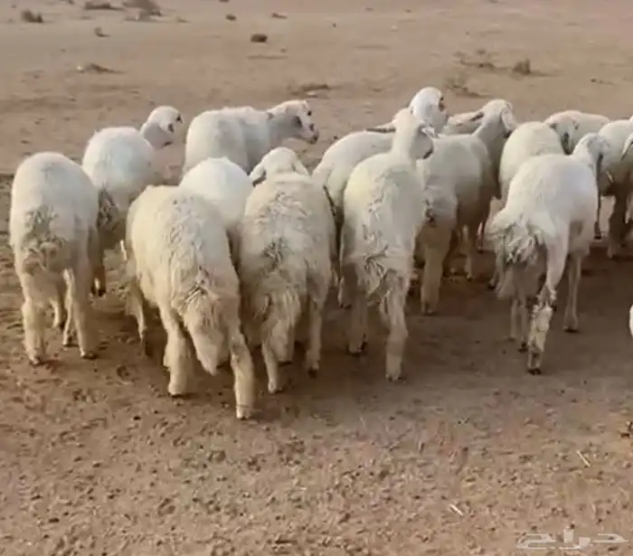 حريات جذعات طيبات 0