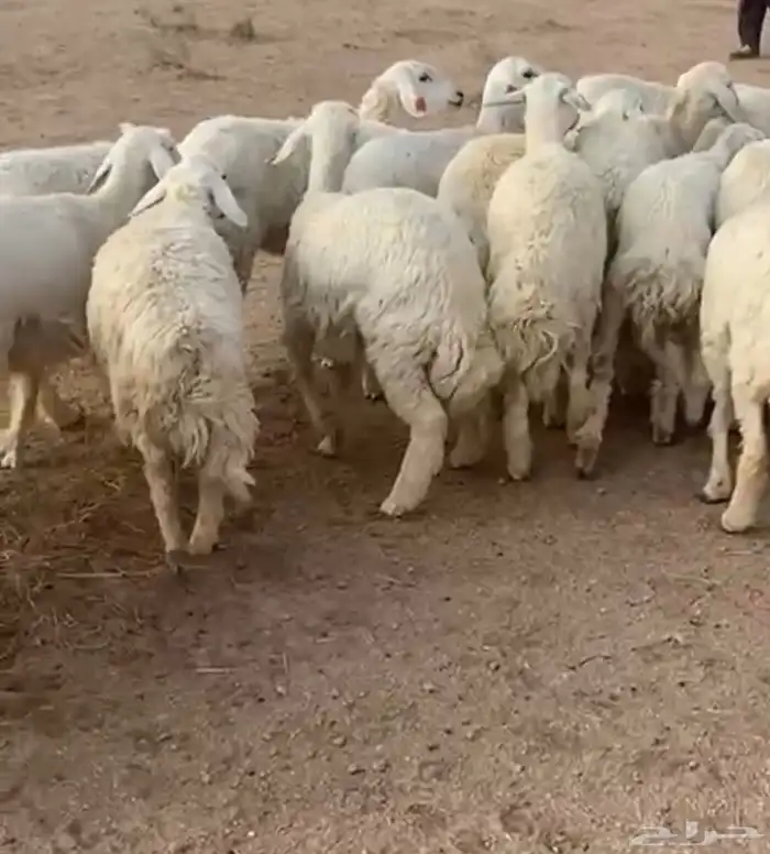 حريات جذعات طيبات 2