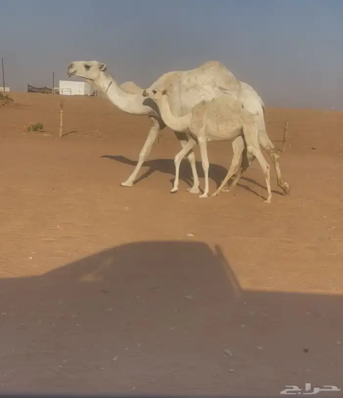 ناقه عشرا تحتها بكره طيبه 1