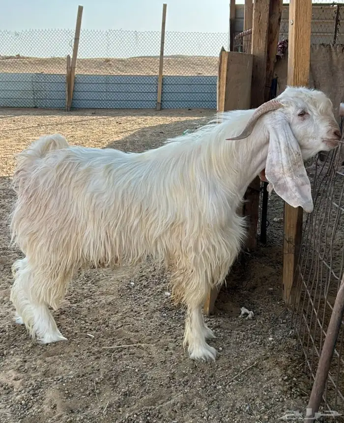 للبيع تيس عارضي ابيض صنف الصنف 0