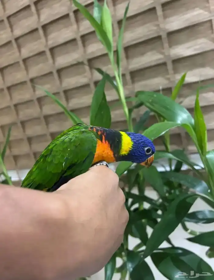 ببغاء لوري 2