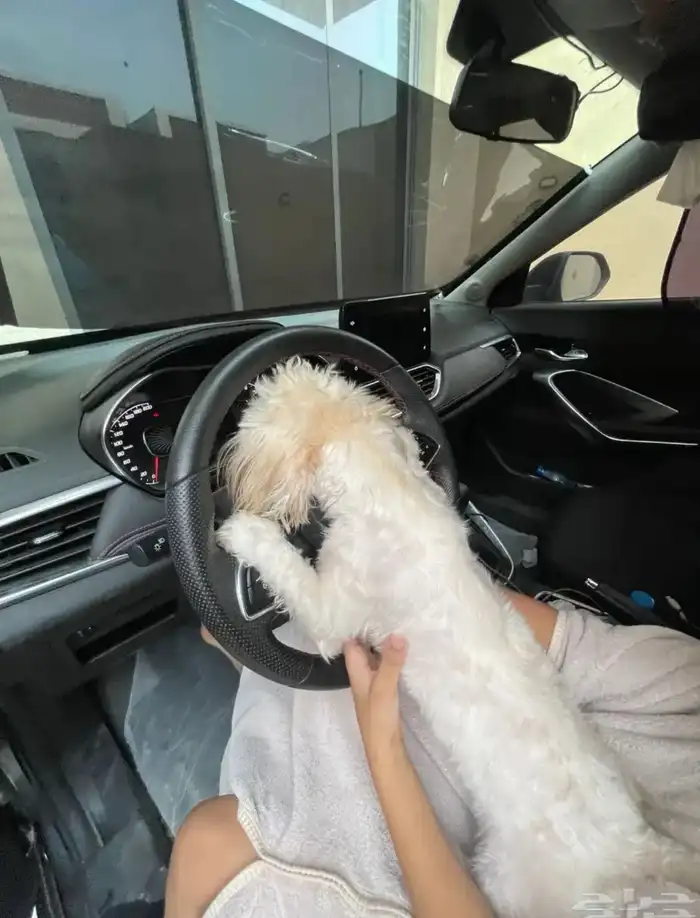 كلب للبيع 2