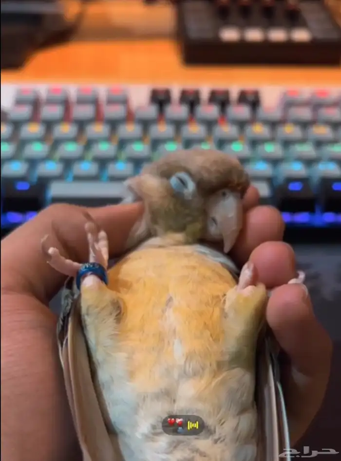 ببغاء كنيور متكلم اليف - سينمون على السوم 1