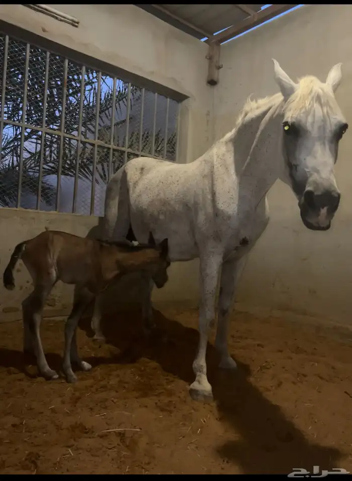 فرس عربية واهو باوراق معها مهر 0
