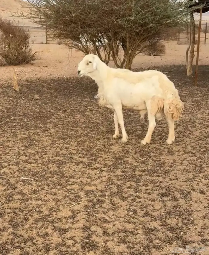 فحل صنف مشروط 0
