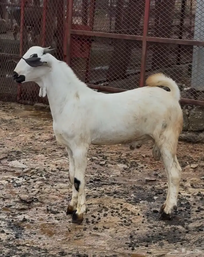 مشروع فحل بيشي 0