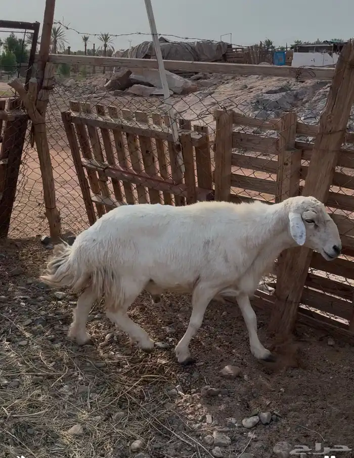 للبيع طلي فحل مشروط 2