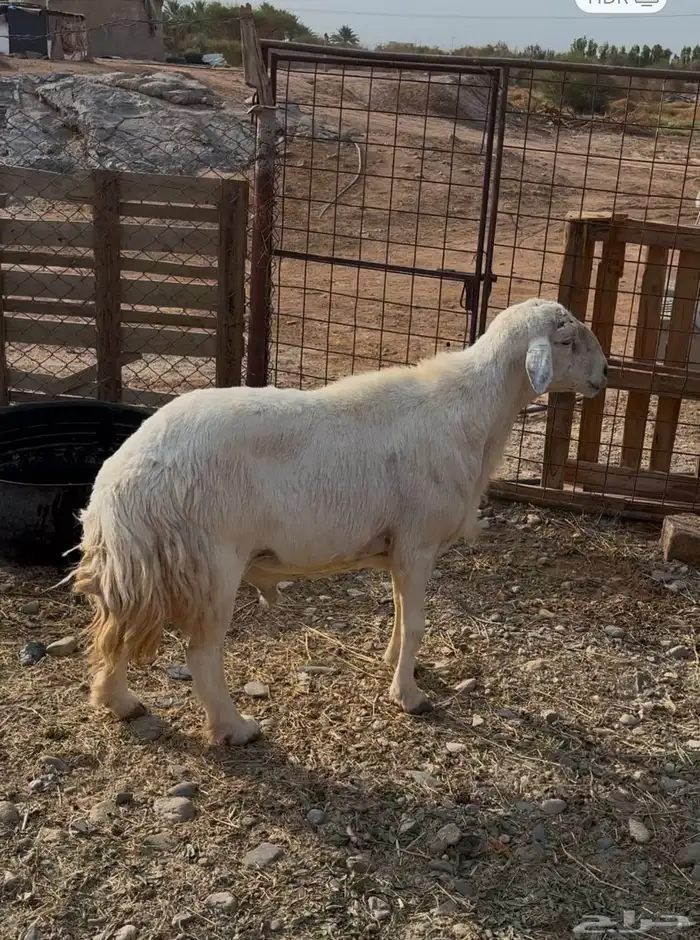 للبيع طلي فحل مشروط 0