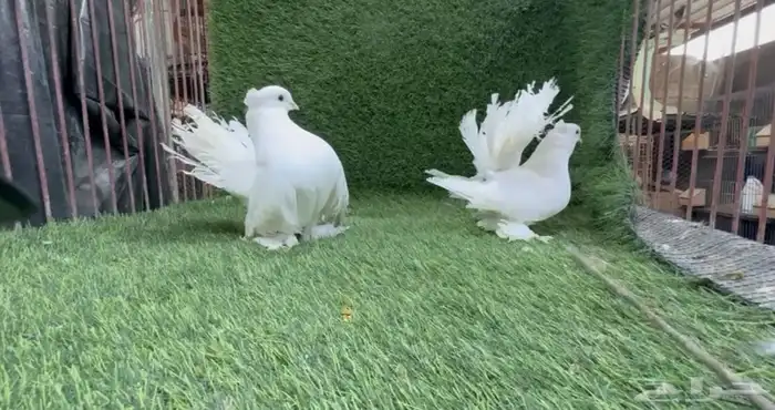 حمام شماسي 0