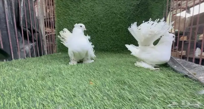 حمام شماسي 1