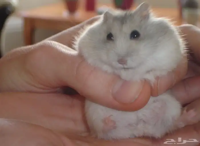 زوج هامستر روسي ابيض عيون حمر مع بيت3 دور 1