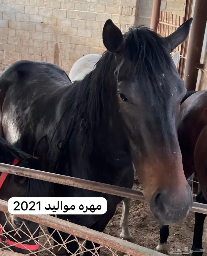 خيول انقليزيه 4