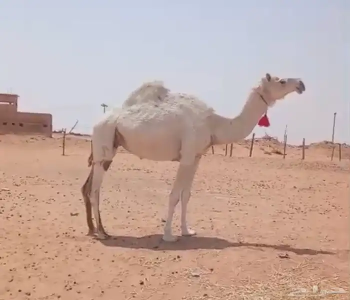 للبيع لقحه وضحى 1