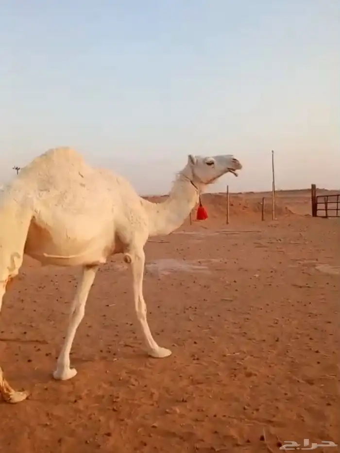 للبيع لقحه وضحى 2