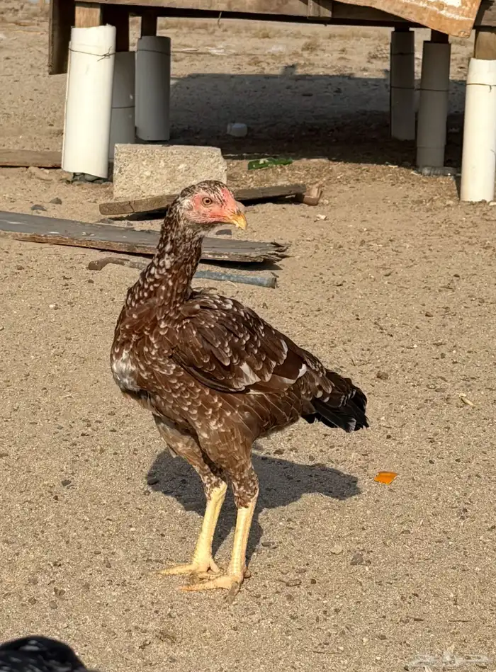 دجاجه سنديه منتجه شرط 1