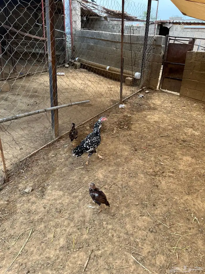 دجاج سندي بيور 6