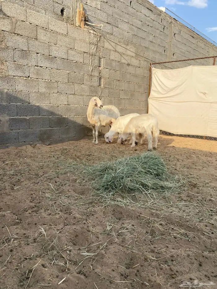 نعجه مسوي طري تحتها رخلتين فل الفل روم شرط في حد البهم خراج 6