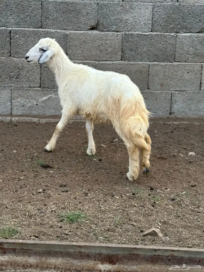 رخل 1