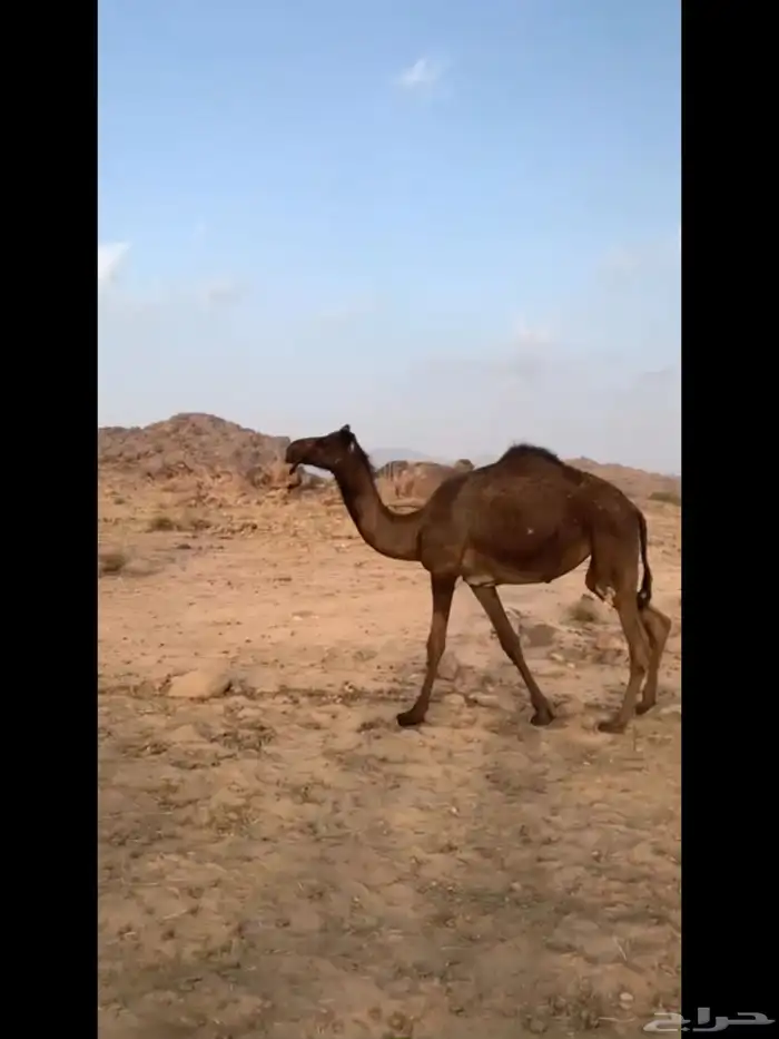للبيع البكره حقه لونها مجهم 3