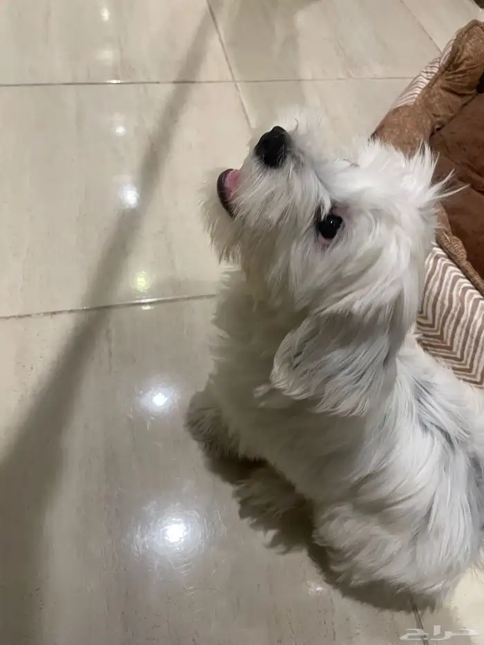 puppy maltese 5