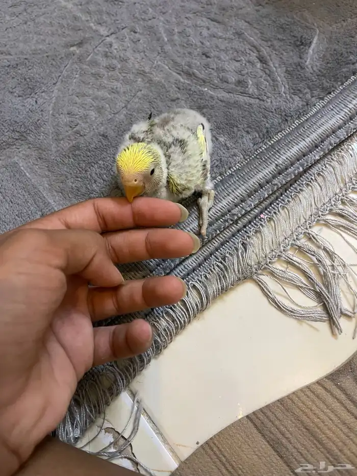 فرخ روز للبيع 3