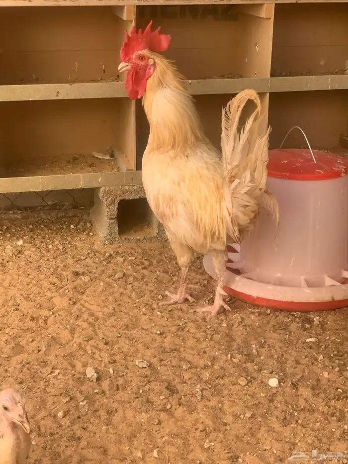 ديك لهمان 1